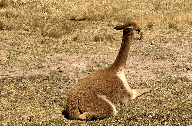 vicuna